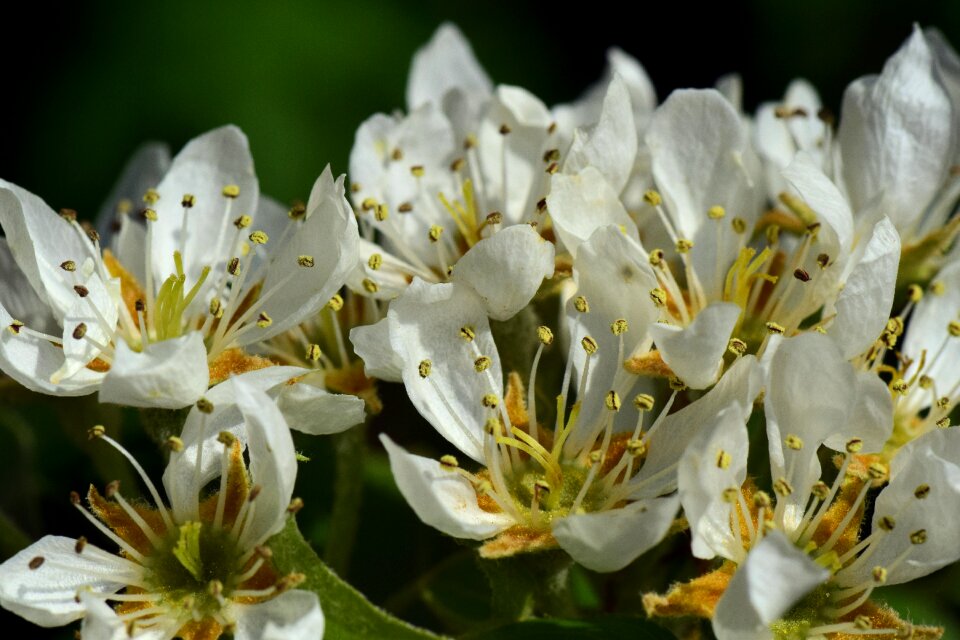 Fruit tree fruit tree blossoming white
