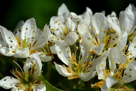 Fruit tree fruit tree blossoming white