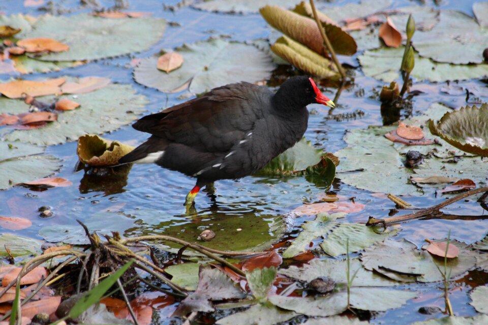 Waterfowl animal feathered race