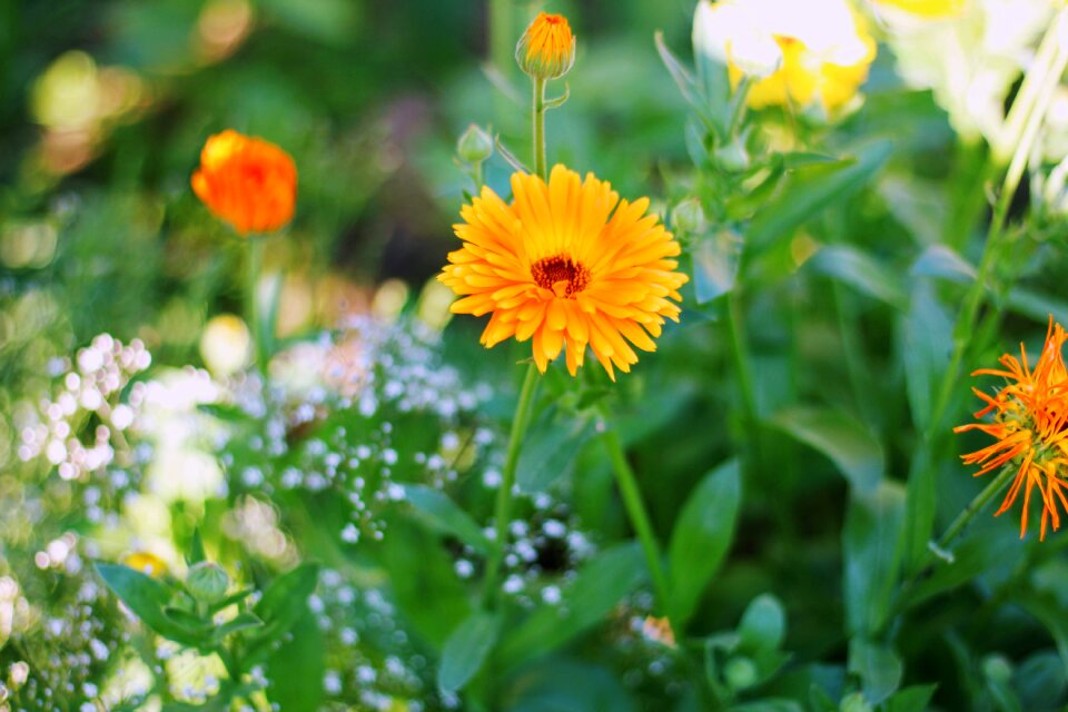 Plant nature marigold
