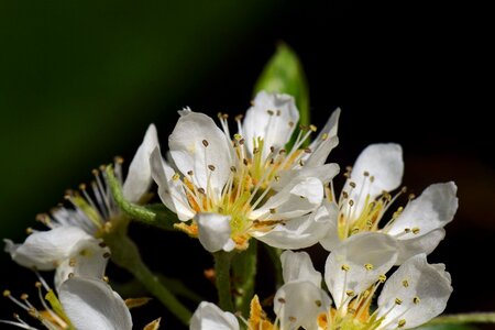 Fruit tree fruit tree blossoming white