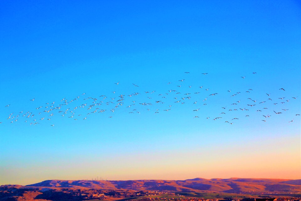 Bird animal flying