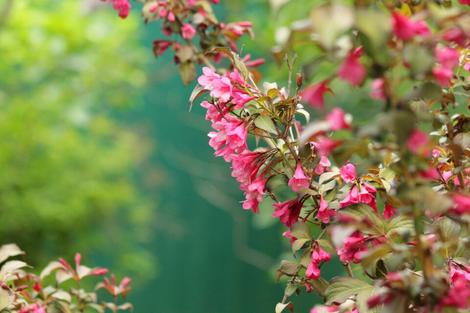 Pink flowers summer green leaves