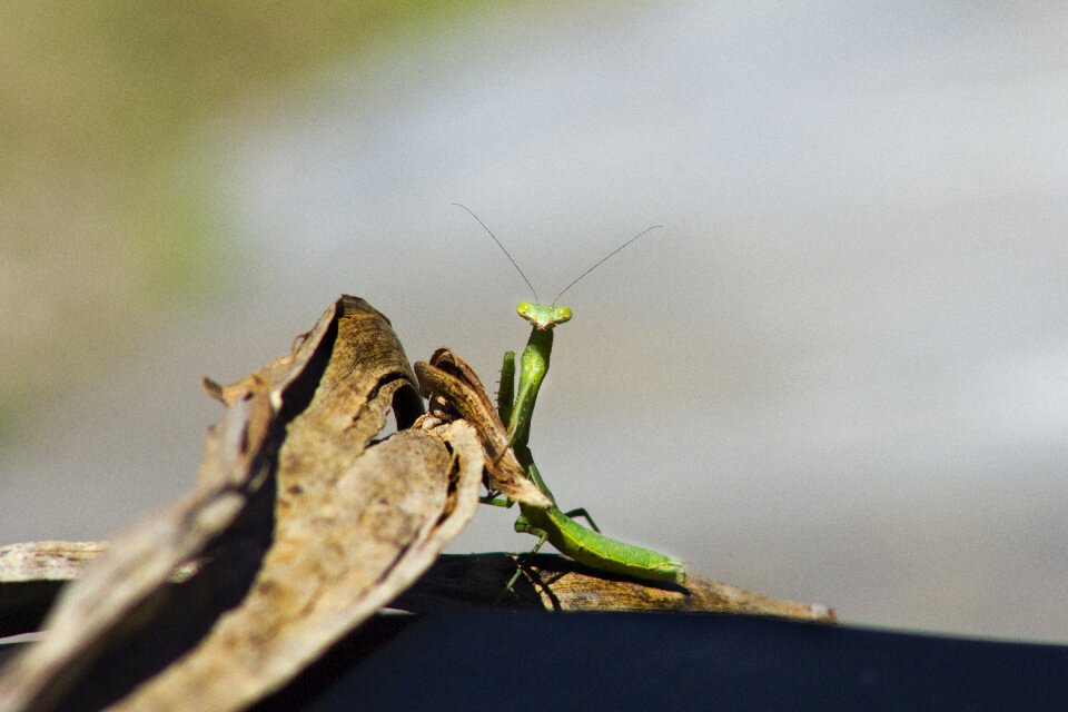 Nature antennas predator