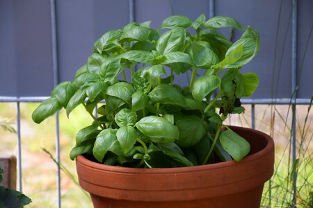 Food herbs green