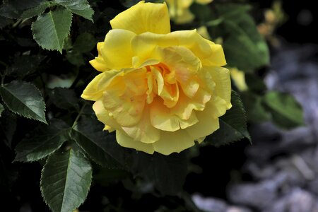 Spring yellow flower garden