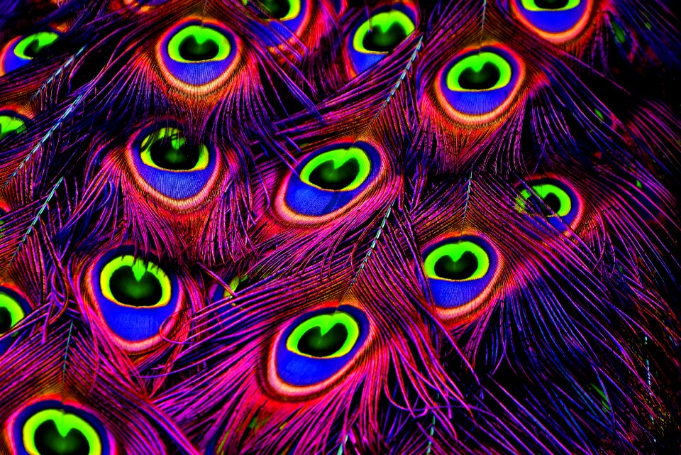 Iridescent animal pride