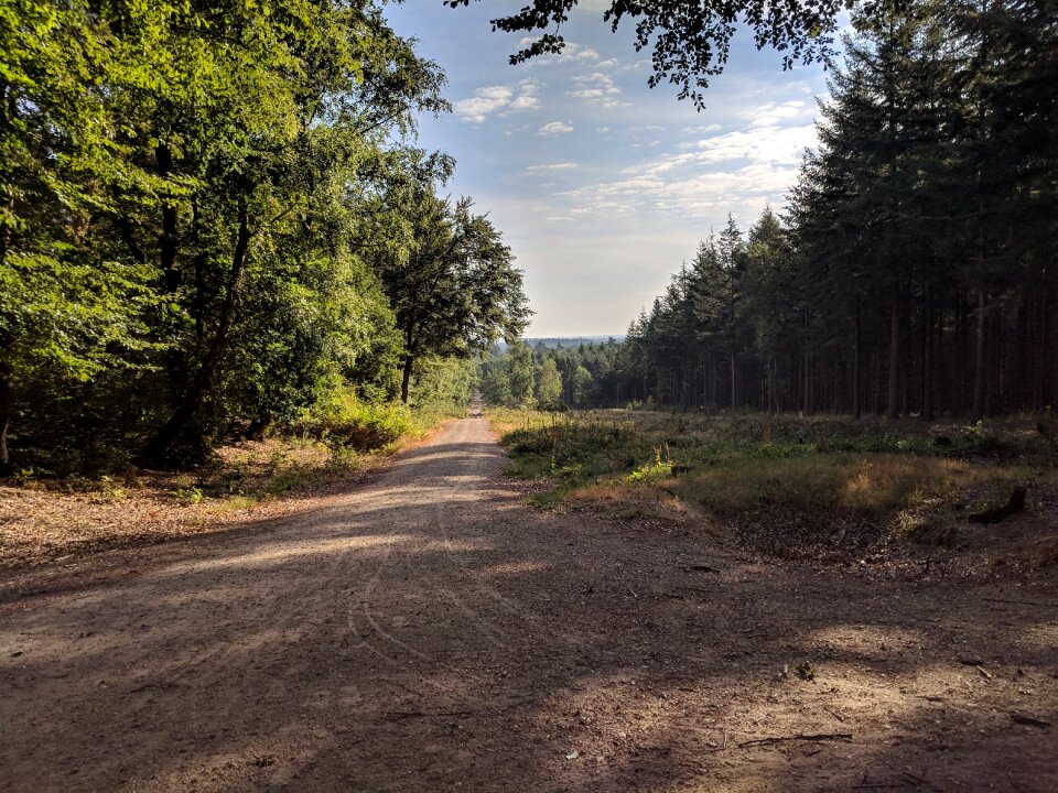 Path forest trees