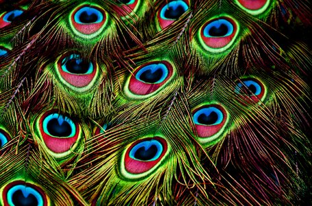 Plumage iridescent colorful