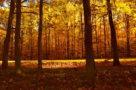 Trees autumn autumn mood photo