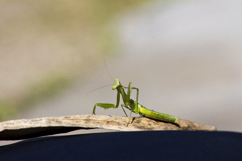 Nature antennas predator