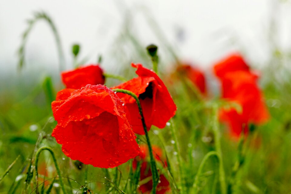 Klatschmohn blossom bloom