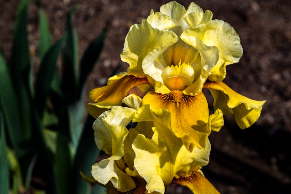 Flower spring presby iris gardens