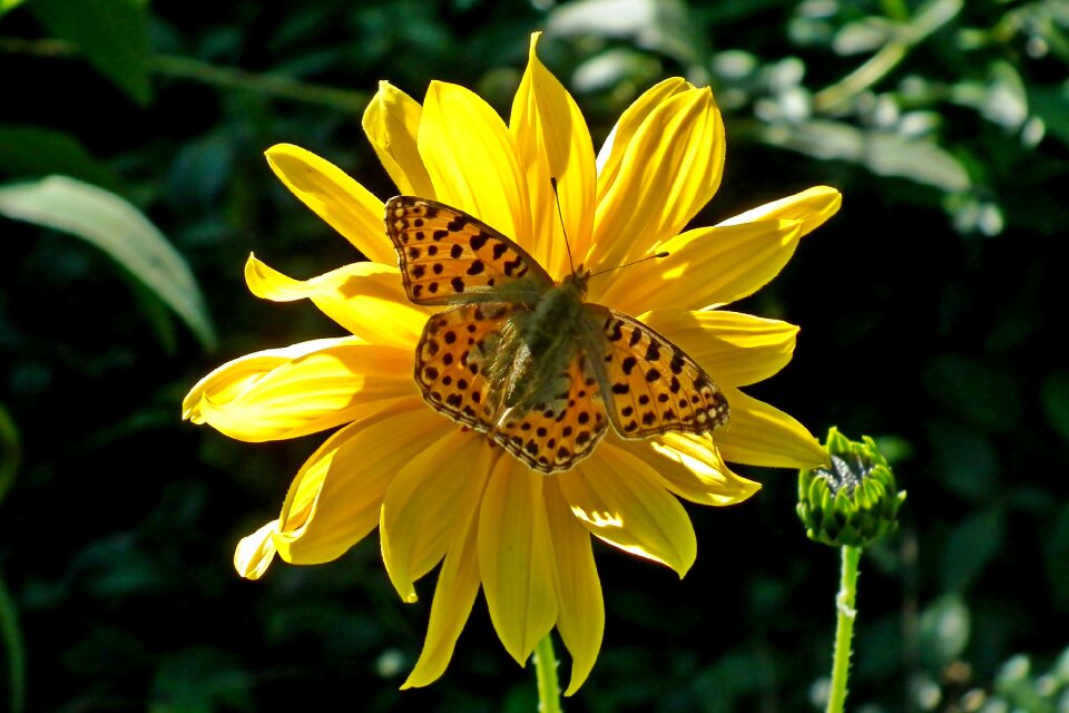 The sun nature macro