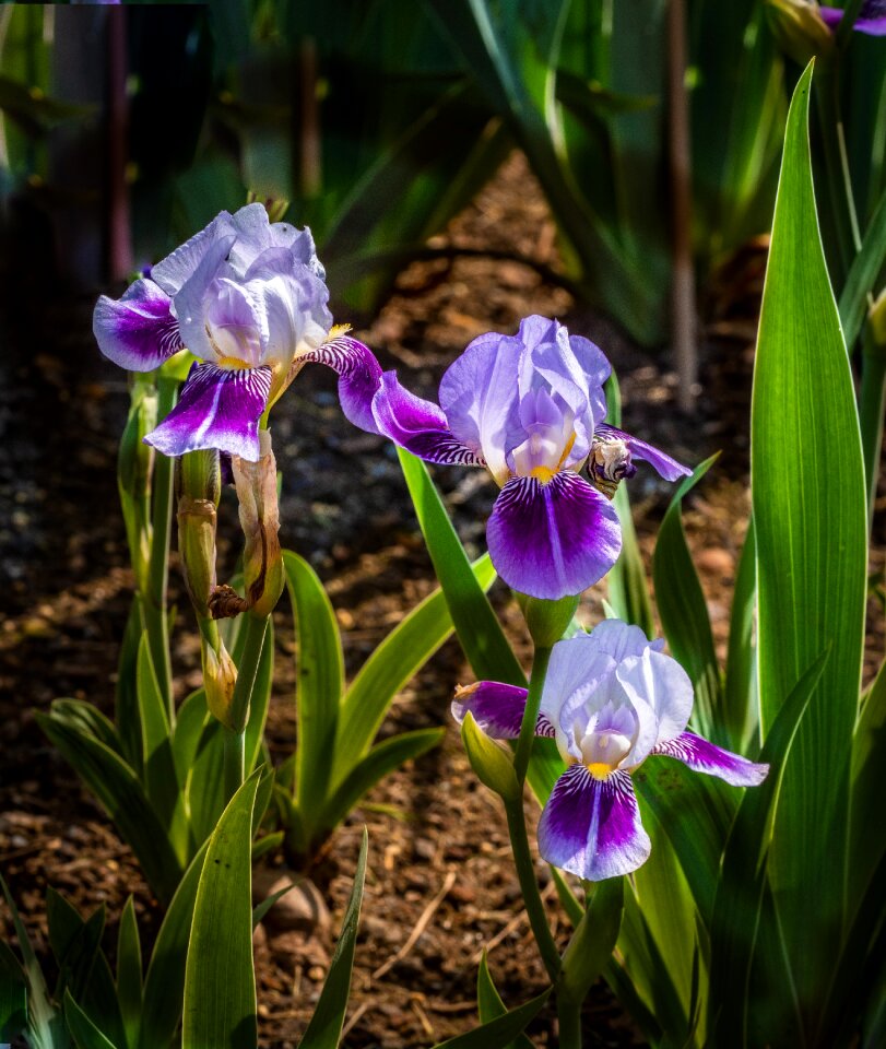 Flower spring presby iris gardens photo