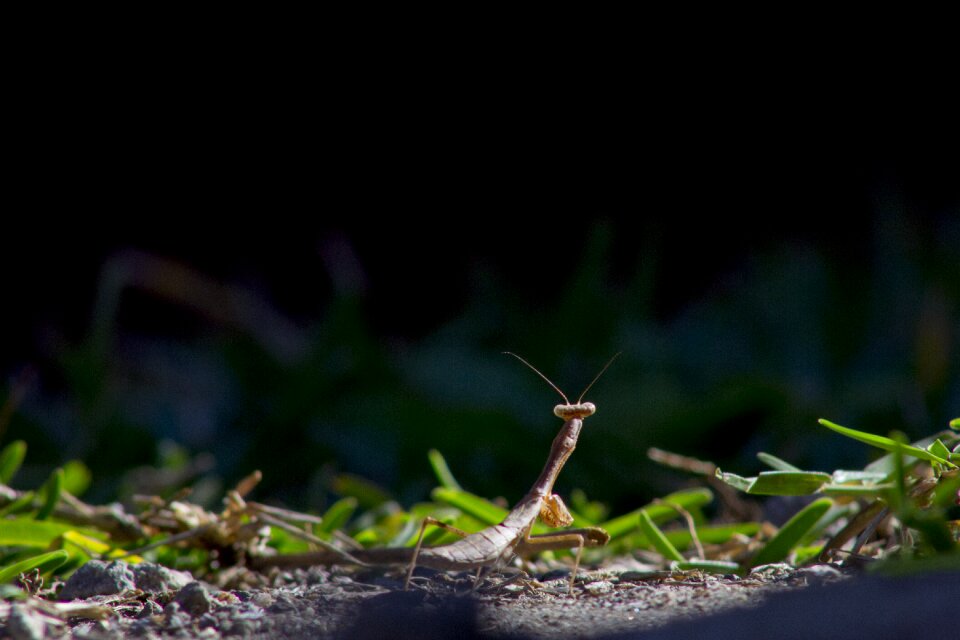 Nature antennas predator