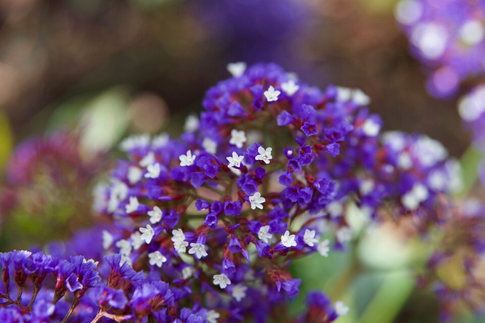 Plant bloom tiny