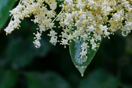 Raindrop elder white