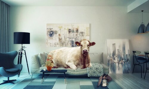 Liège couch cow photo