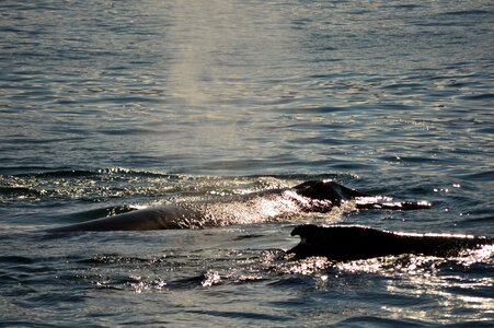 Sea antarctica whale photo