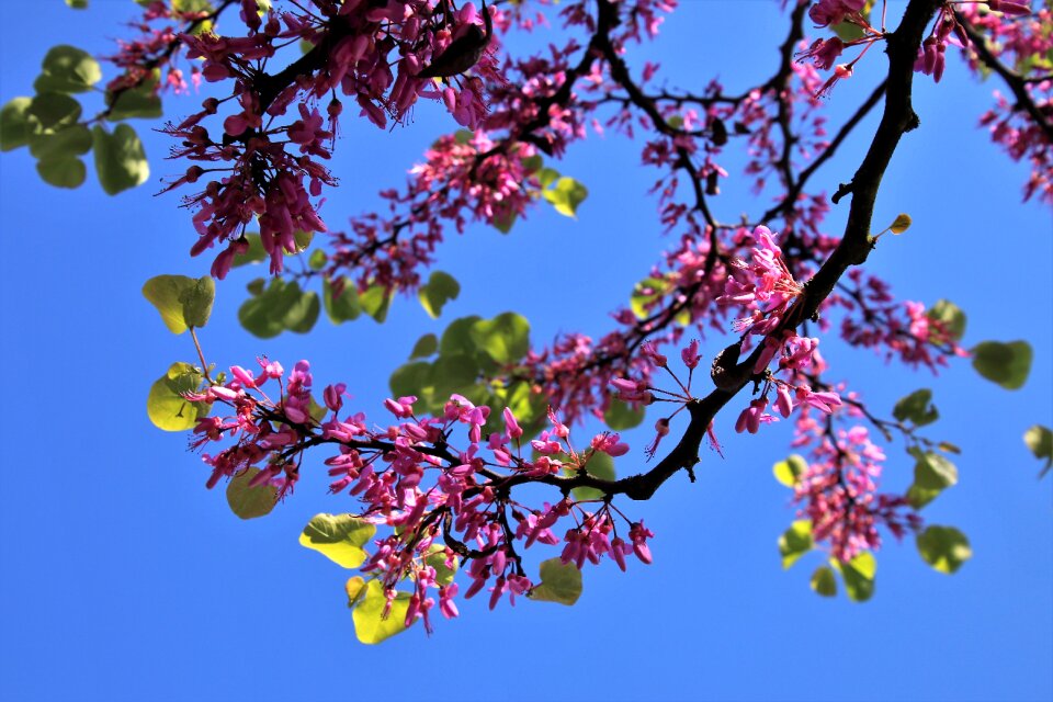 Vegetation seasons of the year flowering tree