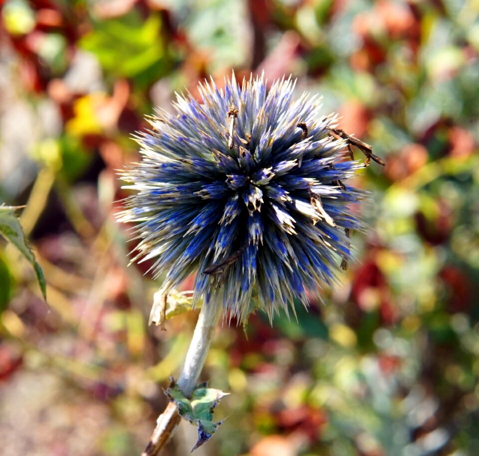 Flora prickly bloom