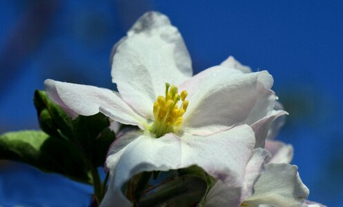 White tender spring photo