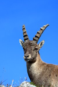 Alpine ibex alpine encounter