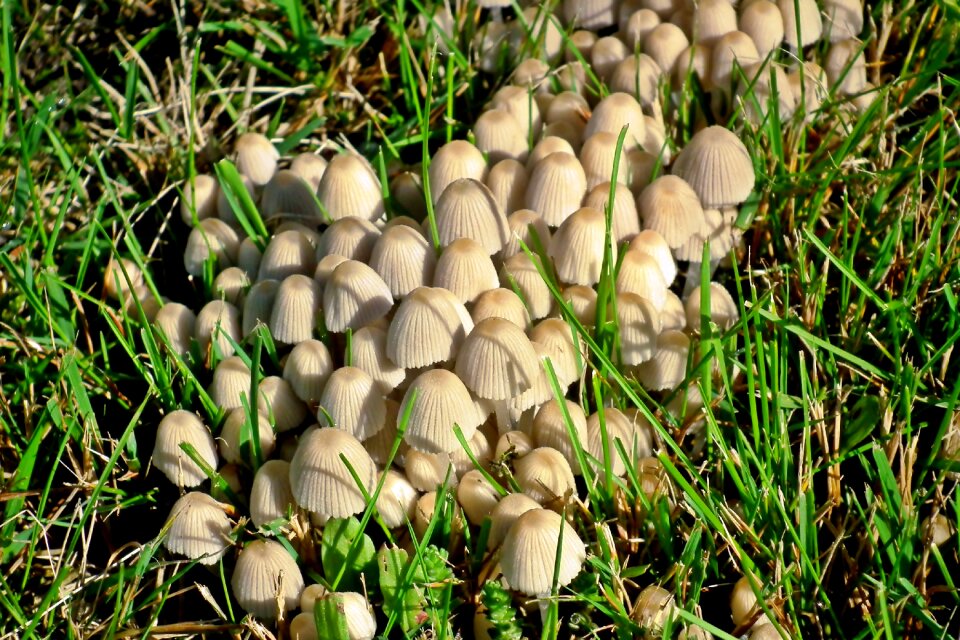 Nature poisonous grass