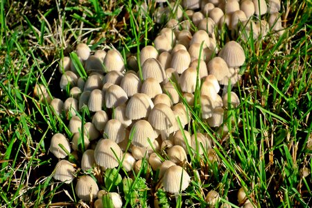Nature poisonous grass
