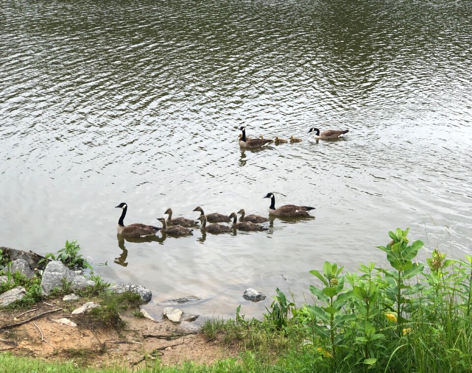 Nature ducklings swimming