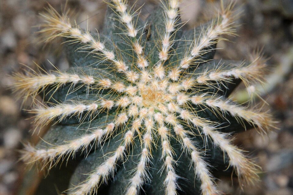 Thorn plant scratchy