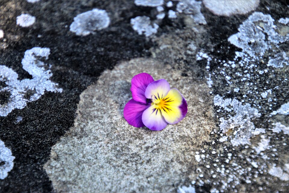 Stone wall pansy one