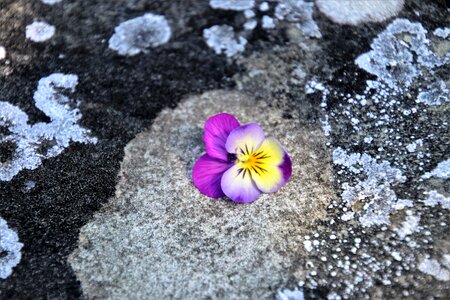 Stone wall pansy one photo
