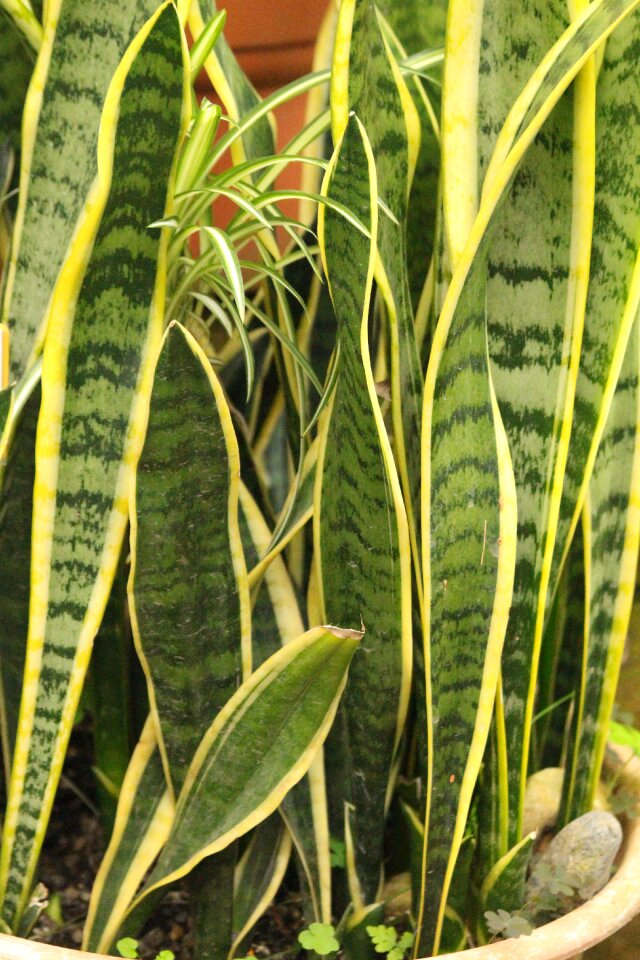 Plant nature no one
