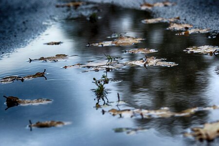 Nature leaves autumn