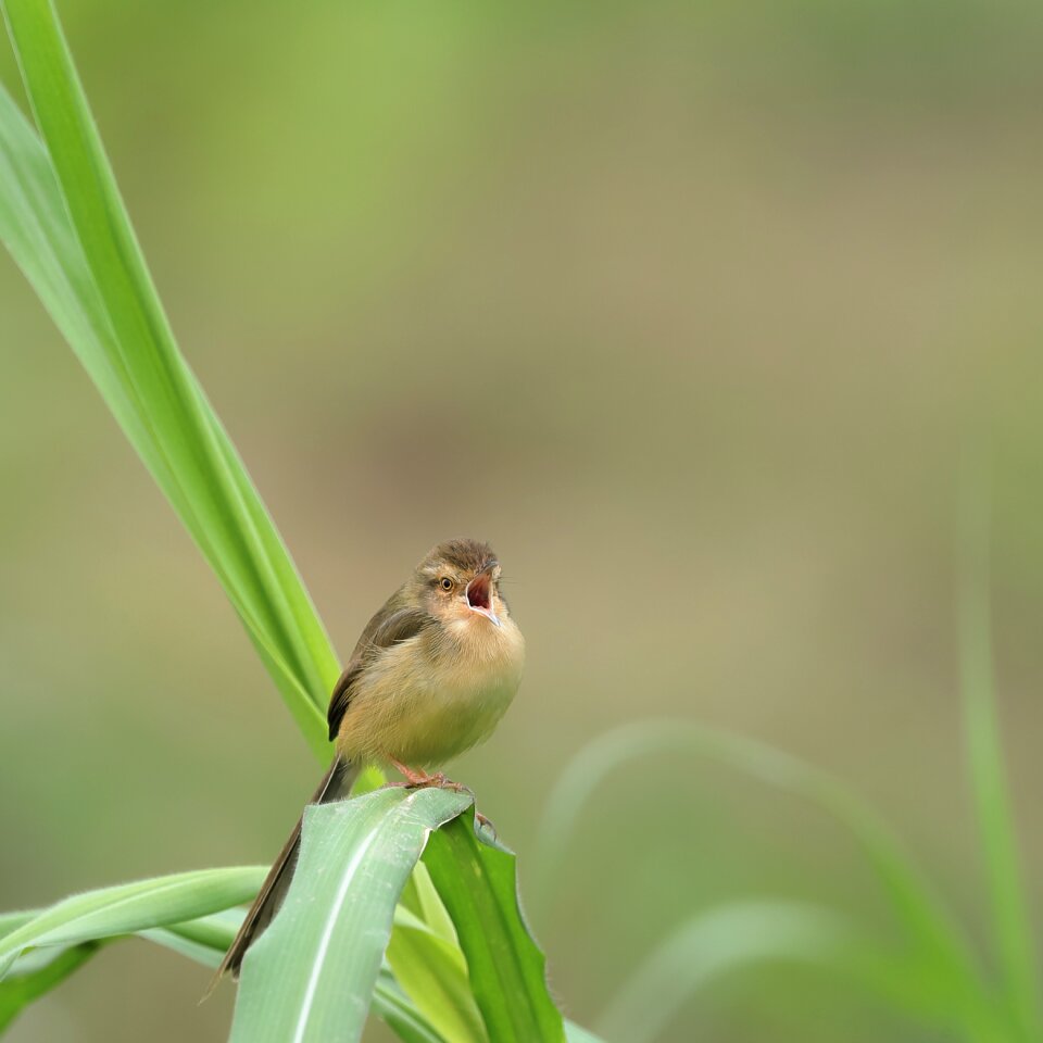 Birdsong corn plants green