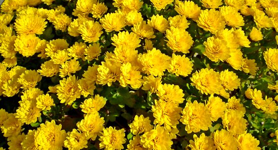 Autumn nature the petals