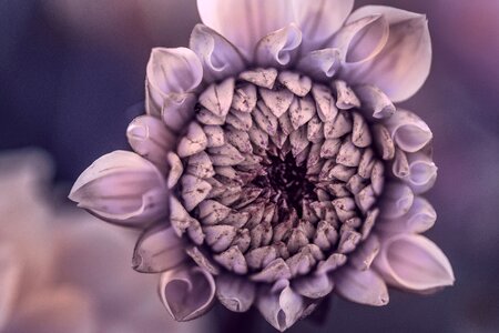 Petals vintage color