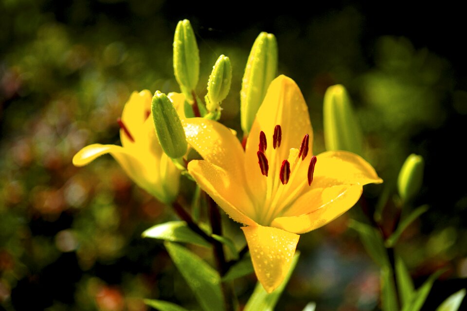 Summer flowers yellow cone flower nature
