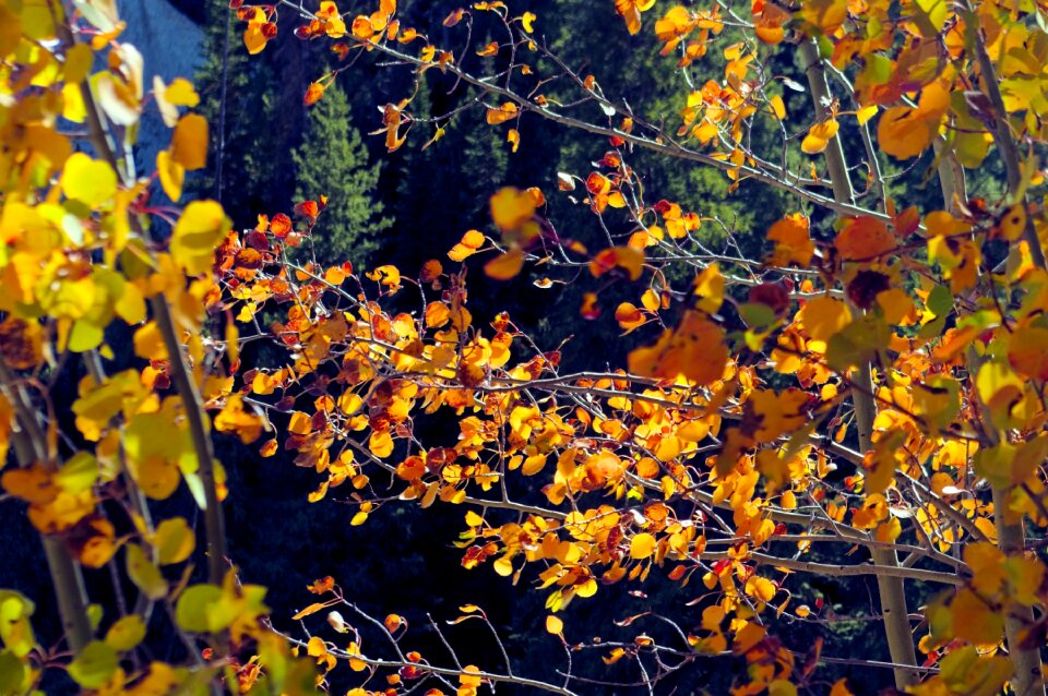 Yellow canyon yellowstone