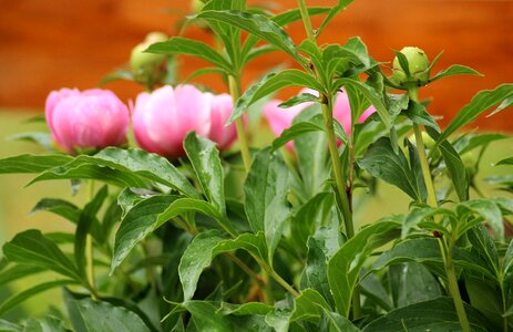 Pink flower plant garden