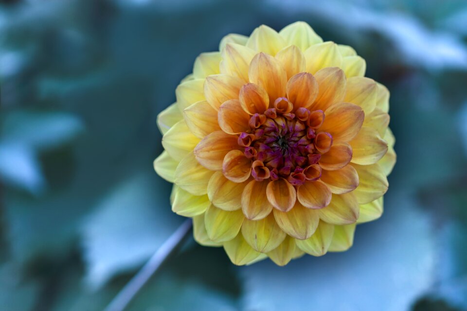 Nature garden color