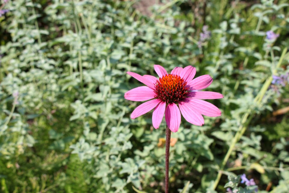 Flowers nature pink