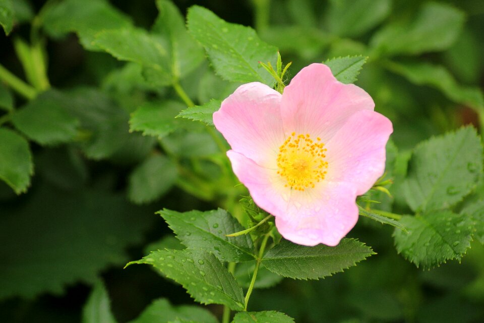 Flowering rose petals rose flower