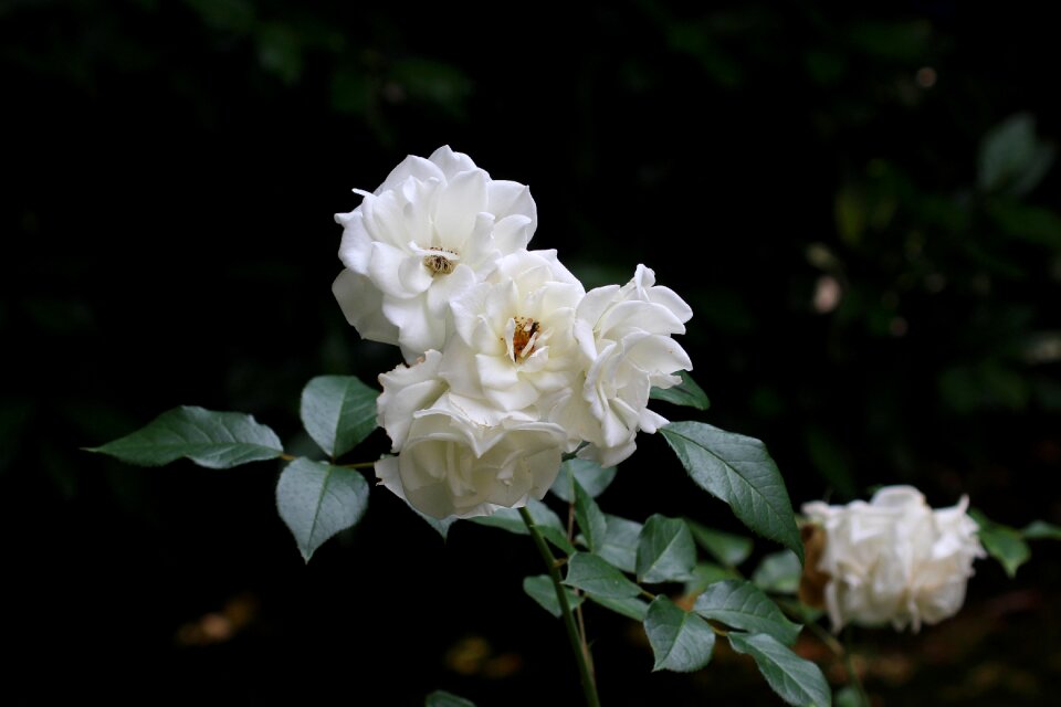 Rose love nature