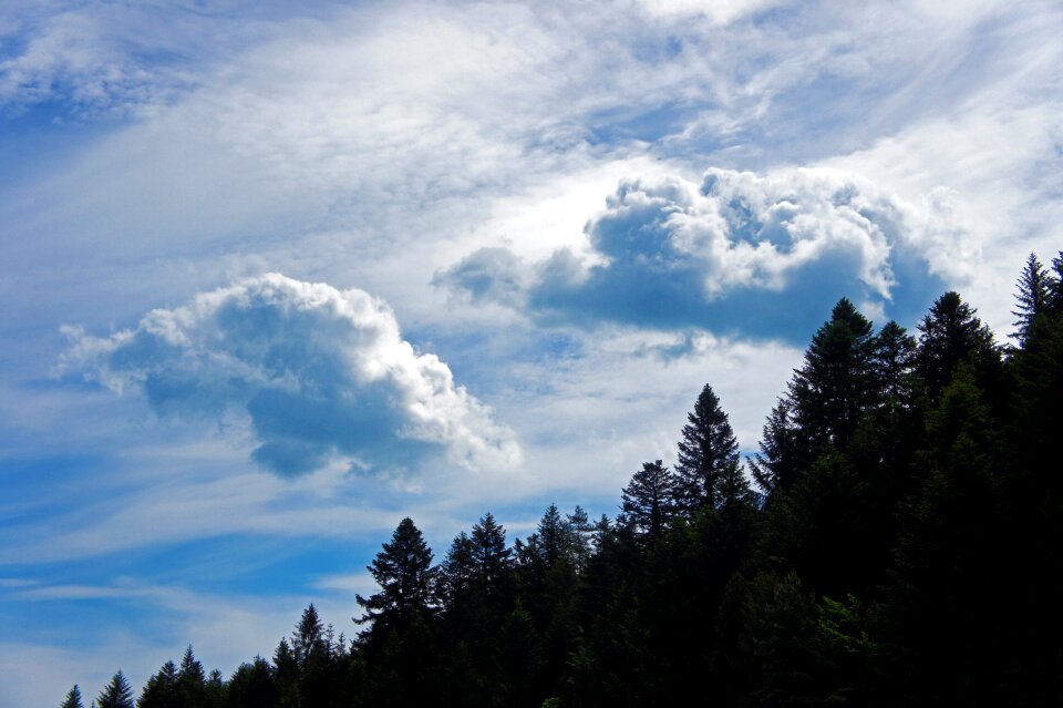 Nature trees mountains