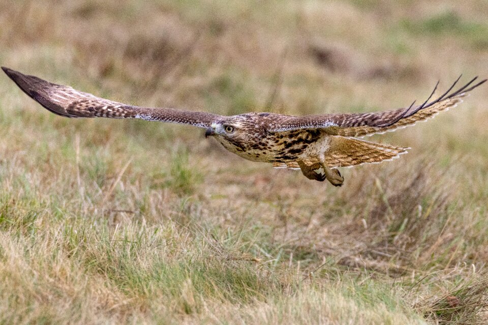 Nature wildlife predator