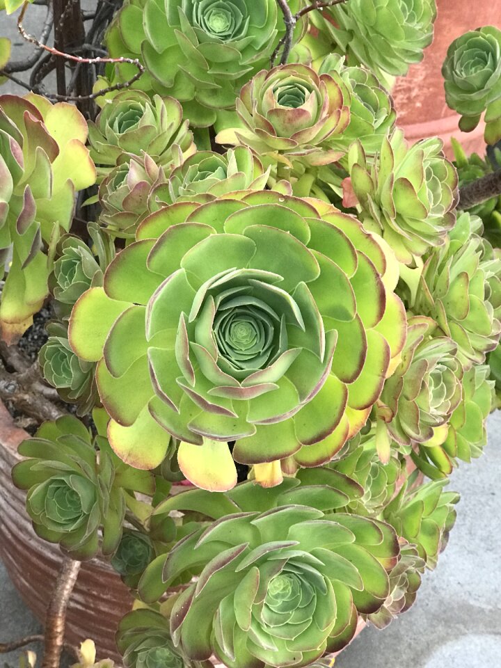 Garden nature desktop