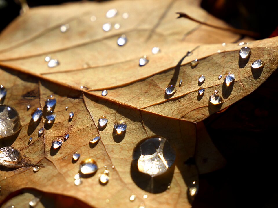 Water wet dew